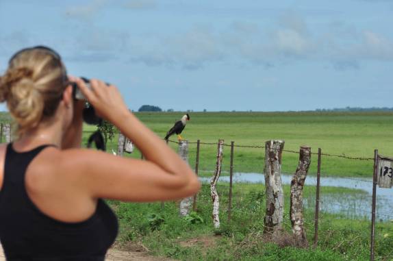 Fotografando os pássaros no Hato El Cedral, na região dos llanos venezuelanos, perto da cidade de Mantecal